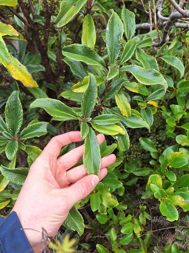 Brachyglottis elaeagnifolia, photograph 4