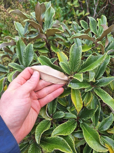 Brachyglottis elaeagnifolia, photograph 5