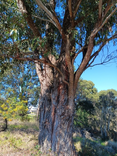 Eucalyptus botryoides, photograph 3