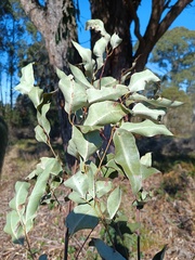 (c) Carl Ramirez, some rights reserved (CC BY) Eucalyptus botryoides, photograph (c) Carl Ramirez, some rights reserved (CC BY)