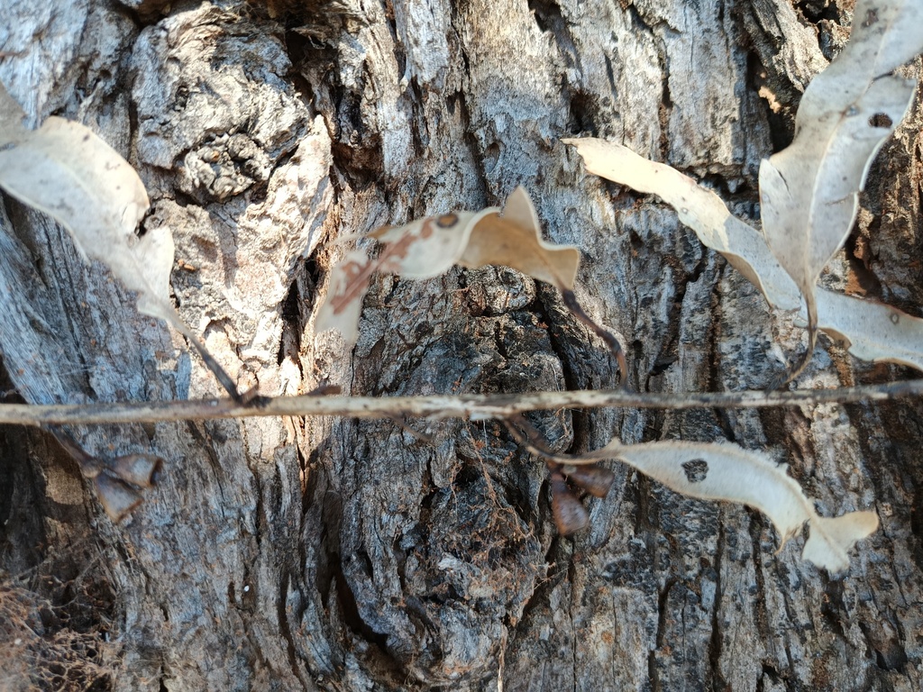 Eucalyptus botryoides; photograph (c) Carl Ramirez, some rights reserved (CC BY)