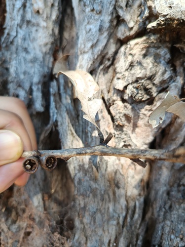 Eucalyptus botryoides, photograph 1