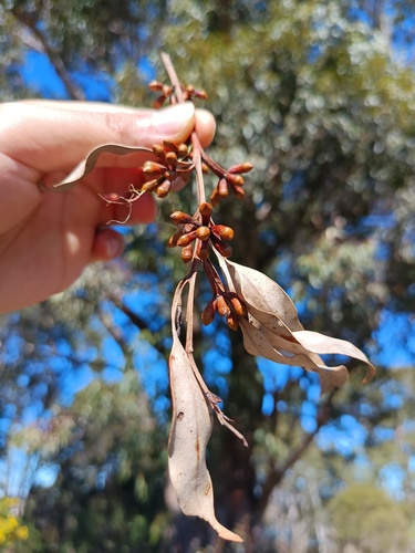 Eucalyptus botryoides, photograph 2