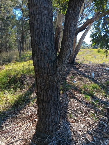 Angophora subvelutina, photograph 1