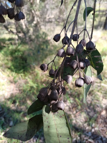 Angophora subvelutina, photograph 2