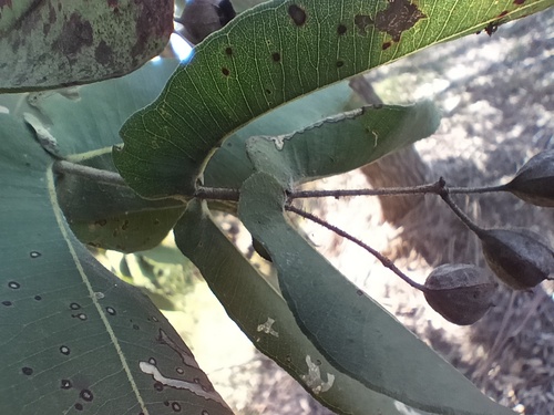 Angophora subvelutina
