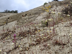 Erysimum teretifolium