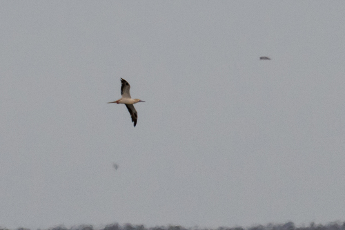 iNaturalist image