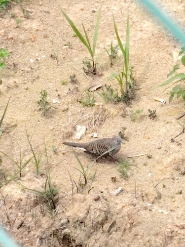Zebra Dove