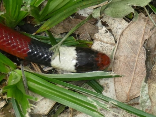 Photo of a Phalotris sansebastiani (Phalotris sansebastiani)
