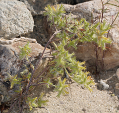 Cryptantha nevadensis