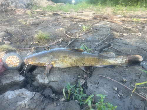 Flathead Catfish