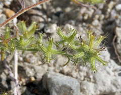 Cryptantha nevadensis