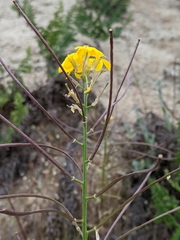 Erysimum teretifolium