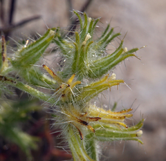 Cryptantha nevadensis