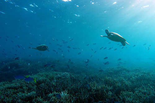Green Sea Turtle observed by adriatix