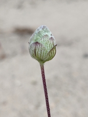 Monardella sinuata nigrescens