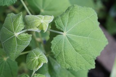 Malvaviscus arboreus drummondii