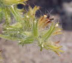 Cryptantha nevadensis
