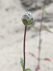 Monardella sinuata nigrescens