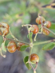 Rubia cordifolia, photograph (c) Святослав Власенко, some rights reserved (CC BY)