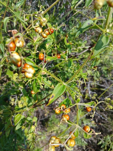 Rubia cordifolia, photograph 3