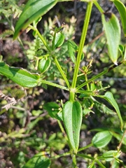 Rubia cordifolia, photograph (c) Святослав Власенко, some rights reserved (CC BY)