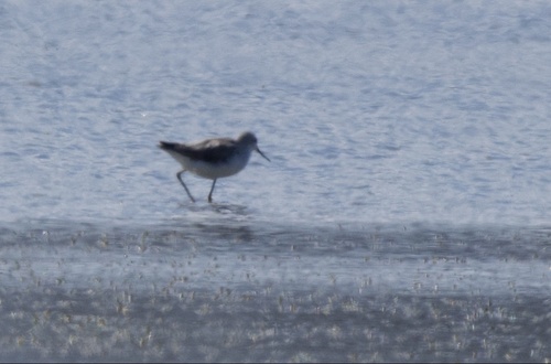 iNaturalist image