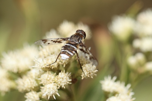 iNaturalist observation photo of Anthracinae