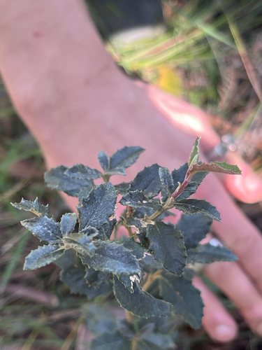 Olearia erubescens, 2026-09-01