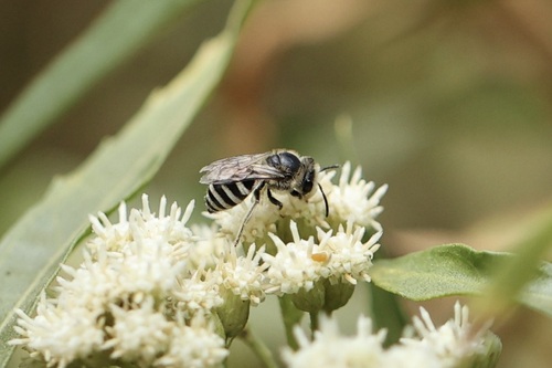 iNaturalist observation photo of Cellophane Bees