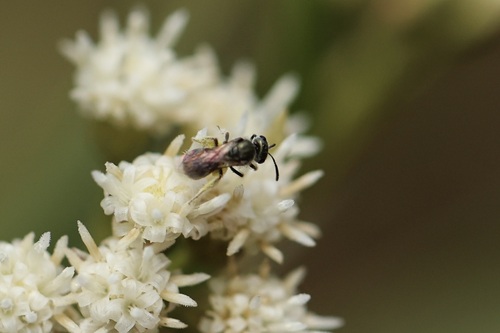 iNaturalist observation photo of Metallic Sweat Bees