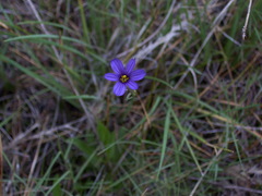 Sisyrinchium scabrum