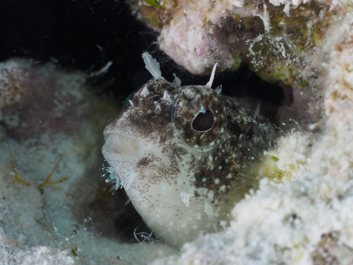 Petroscirtes xestus observed 2026-08-30