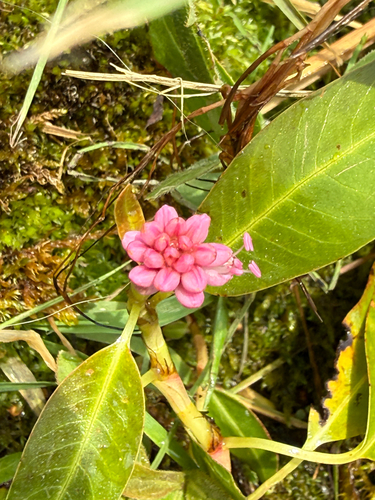 water smartweed