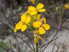Erysimum teretifolium