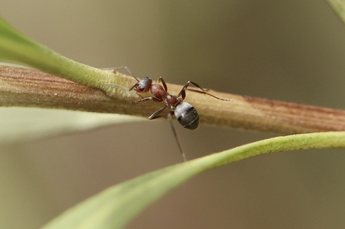 iNaturalist observation photo of Wood, Mound, and Field Ants
