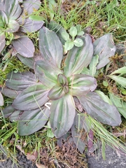 Plantago australis