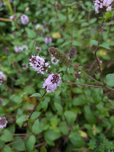 watermint
