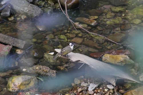 Light-vented Bulbul