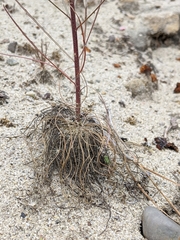 Erysimum teretifolium