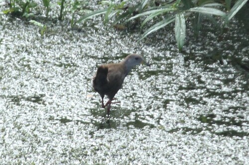 Brown Crake