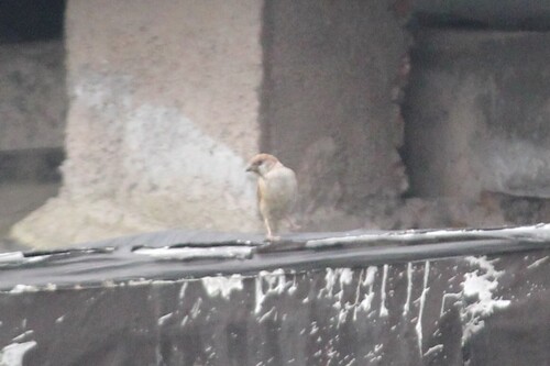 Russet Sparrow