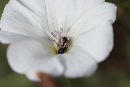 iNaturalist observation photo of Zadontomerus
