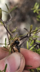 Pittosporum divaricatum