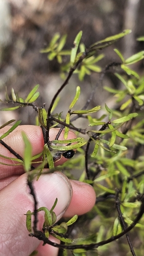 Pittosporum divaricatum, photograph 2