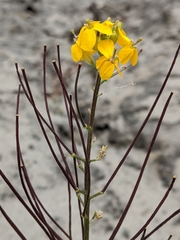 Erysimum teretifolium