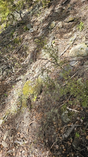 Pittosporum divaricatum, photograph 3