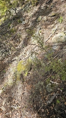 Pittosporum divaricatum, photograph author not stated, no rights reserved