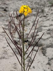 Erysimum teretifolium